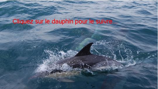 Dauphin commun